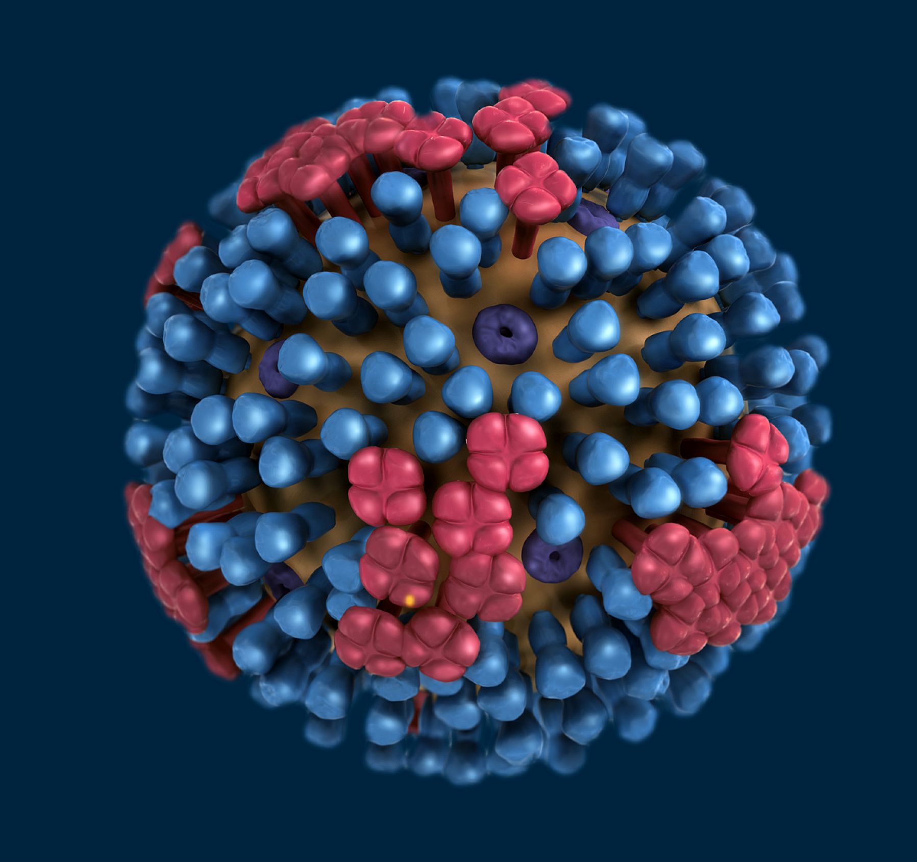 H 1 n 1. Инфлюэнца вирус. Вирус гриппа h5n1. Модель вируса гриппа h1n1. Вирион коронавируса.